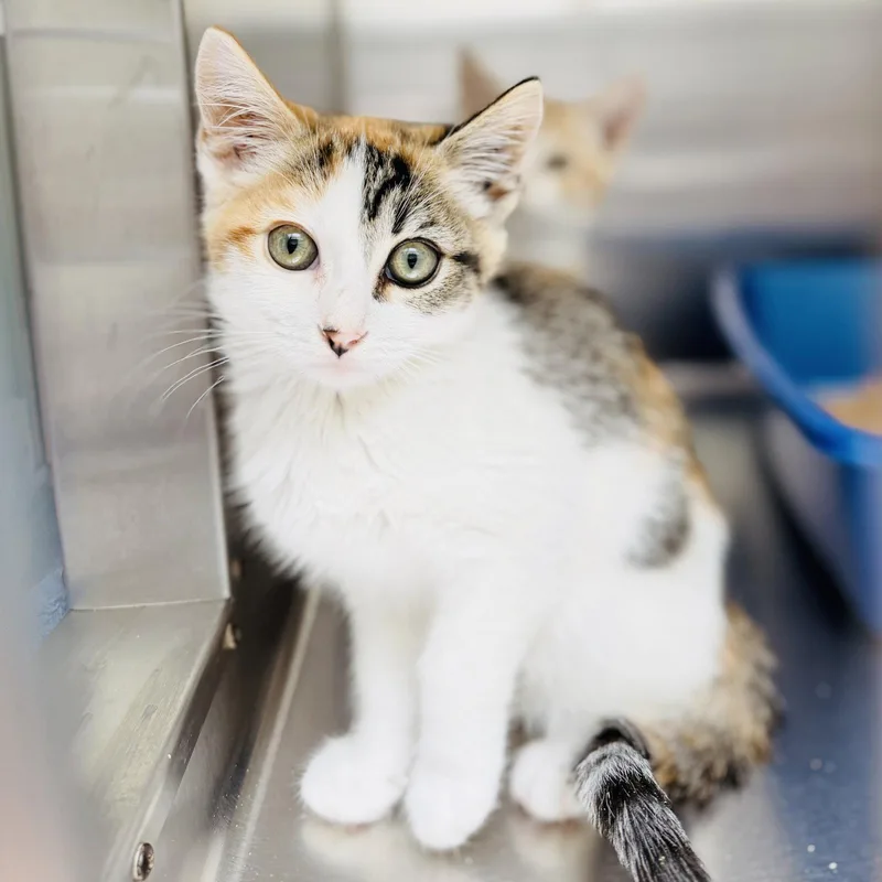 A baby small-sized female White Domestic Short Hair cat named Pistachio for adoption in Oakland, CA