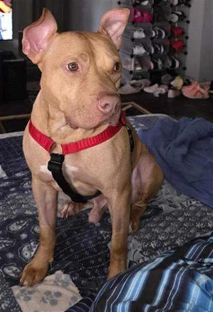 An adult medium-sized male Mixed Breed dog named Alan Jackson for adoption in Jacksonville, FL