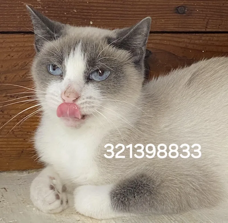 A young medium-sized female Siamese cat named 321398833 for adoption in Lees Summit, MO