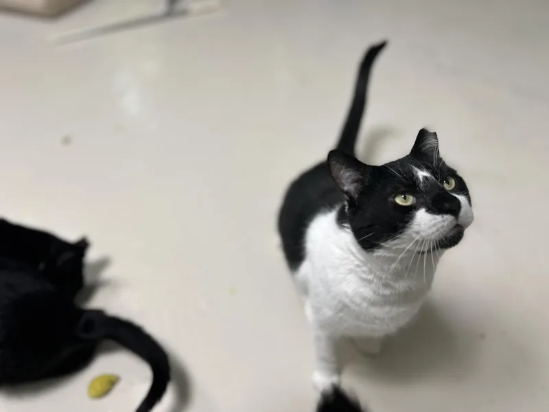 An adult large-sized male Domestic Short Hair cat named Archie for adoption in West Nyack, NY