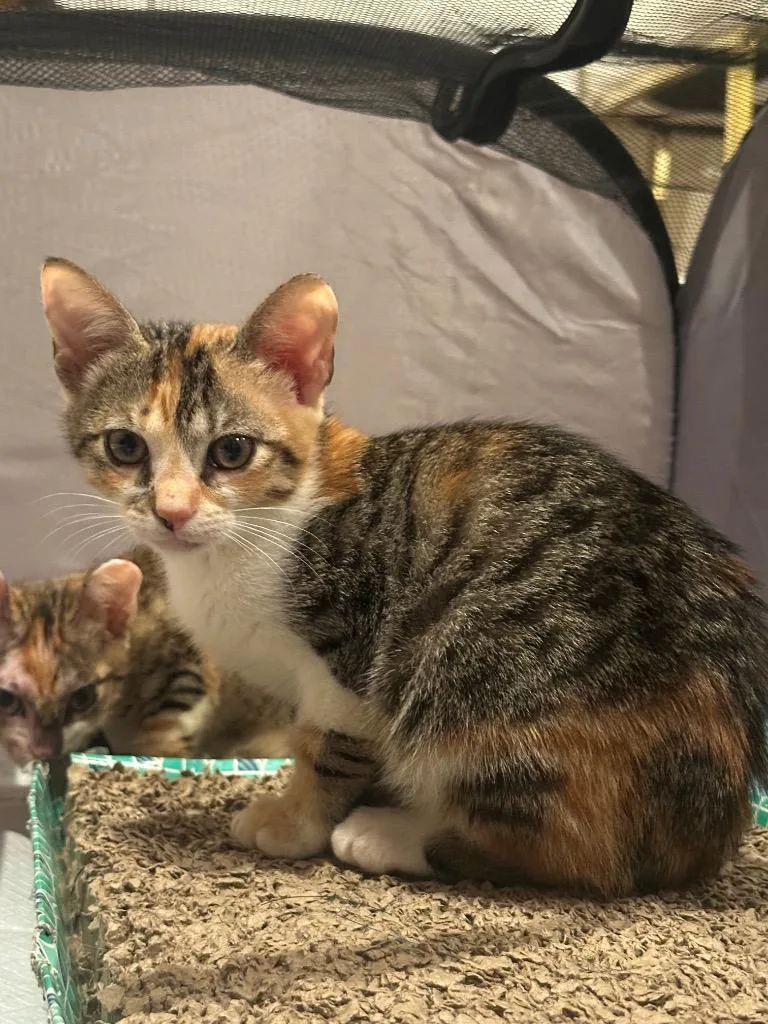 A baby large-sized female Domestic Short Hair cat named Penny for adoption in Augusta, GA