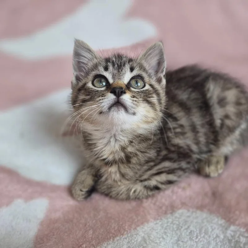 A baby small-sized female Brown / Chocolate Domestic Short Hair cat named Arwen for adoption in Lexington, KY