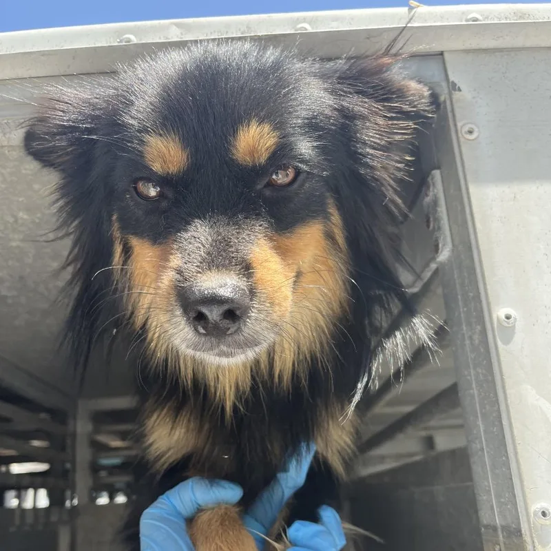 An adult small-sized male Black Border Collie dog named Poohbear for adoption in Edinburg, TX