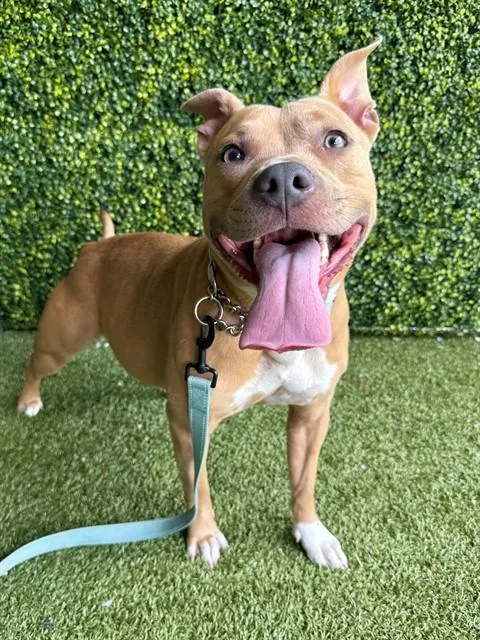 A young medium-sized female Terrier dog named Feta for adoption in Naples, FL