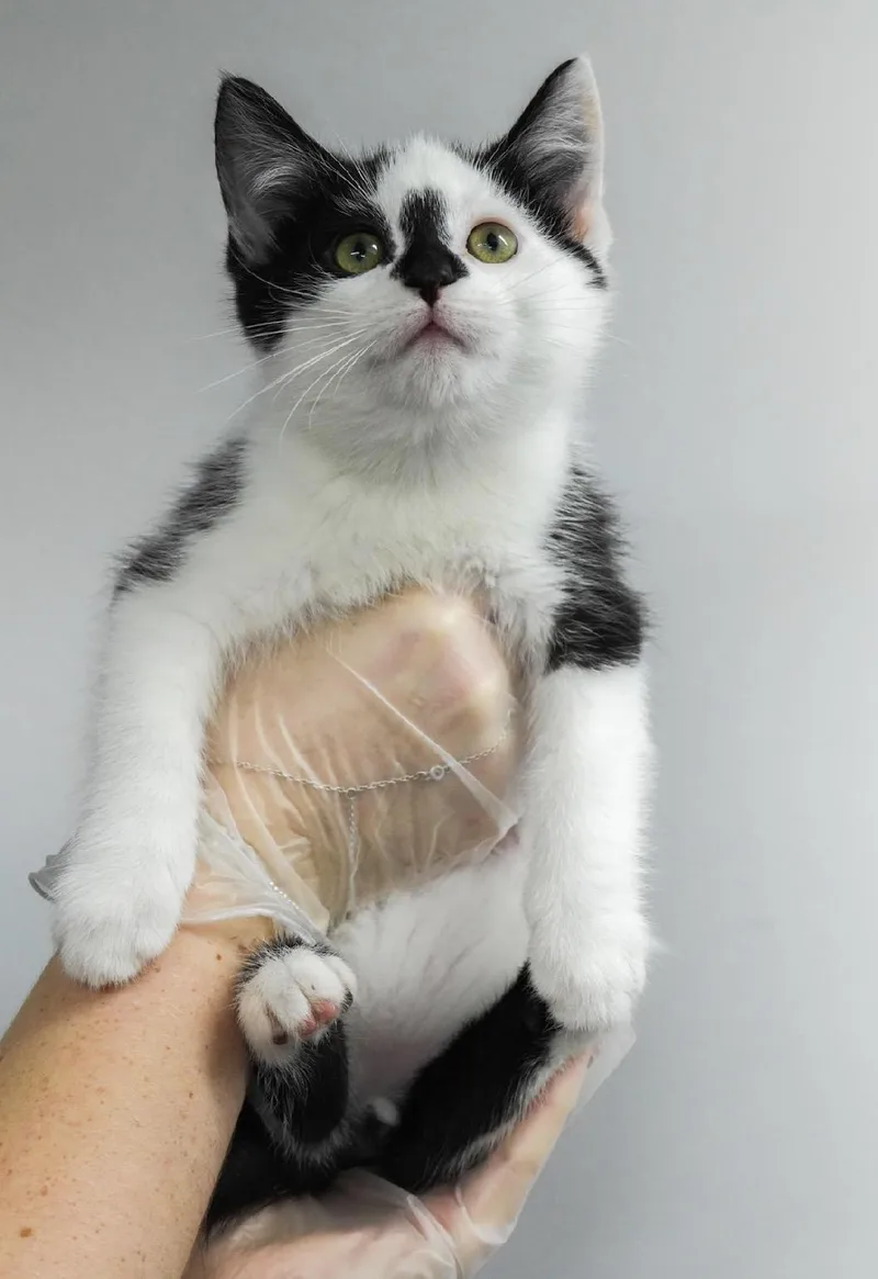 A baby small-sized male Domestic Short Hair cat named ECrew for adoption in Evans City, PA