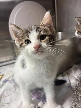 A baby small-sized male Domestic Short Hair cat named Carrington for adoption in West Chester, PA