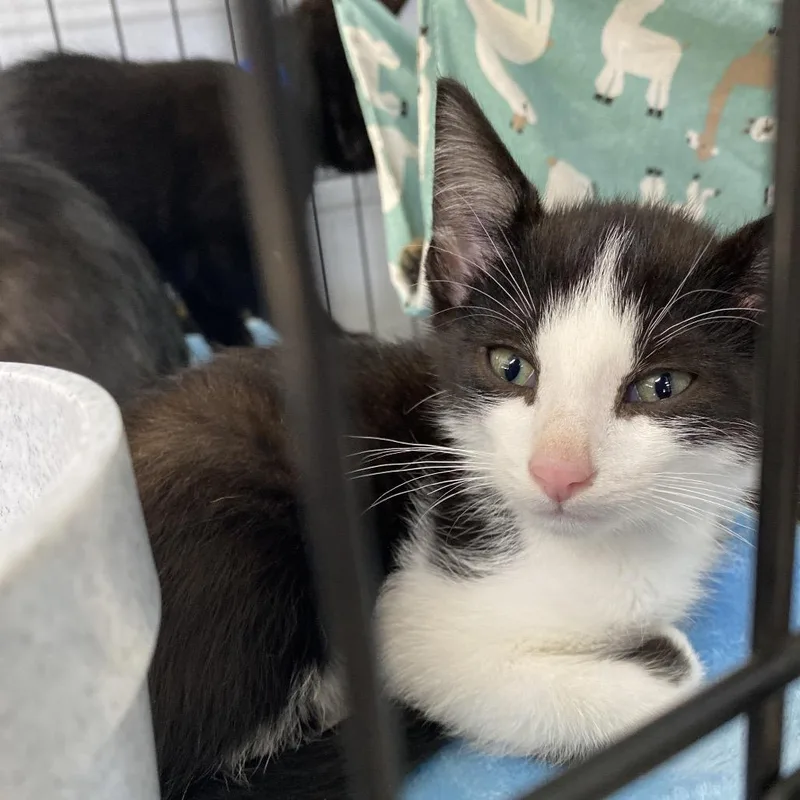 A baby small-sized male Black American Shorthair cat named PePa for adoption in Franklin, NC