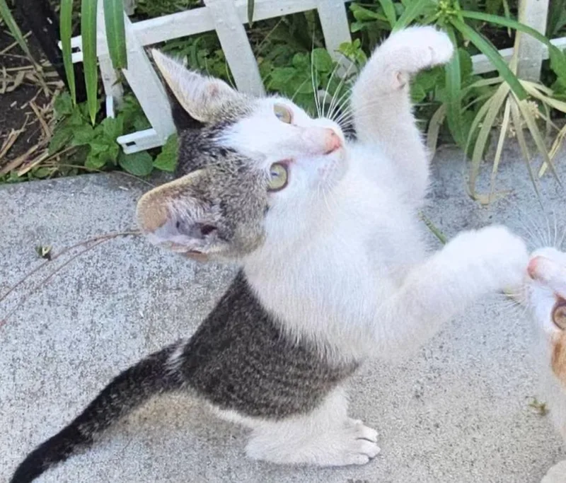 A baby small-sized male Domestic Short Hair cat named Steamboat Willie for adoption in HUNTINGTON BEACH, CA