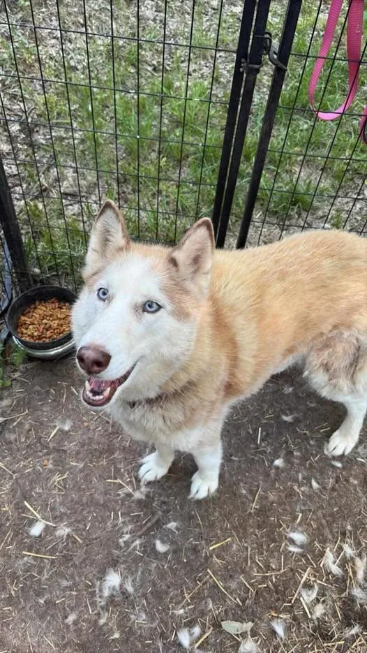 An adult medium-sized female Siberian Husky dog named Lucy for adoption in Lexington, MO