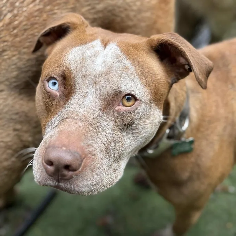 An adult large-sized female Pit Bull Terrier dog named Cider for adoption in Groveland, MA