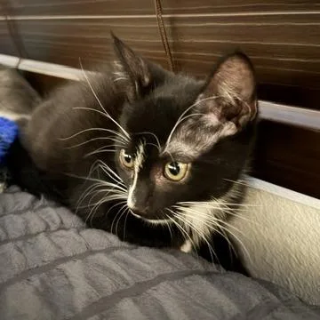 A baby small-sized male Black Domestic Short Hair cat named Joey Tribbiani for adoption in Los Angeles, CA