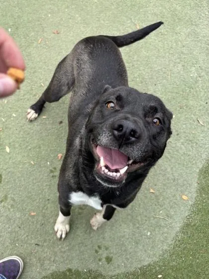 An adult medium-sized female Black Pit Bull Terrier dog named Raspberry for adoption in El Paso, TX