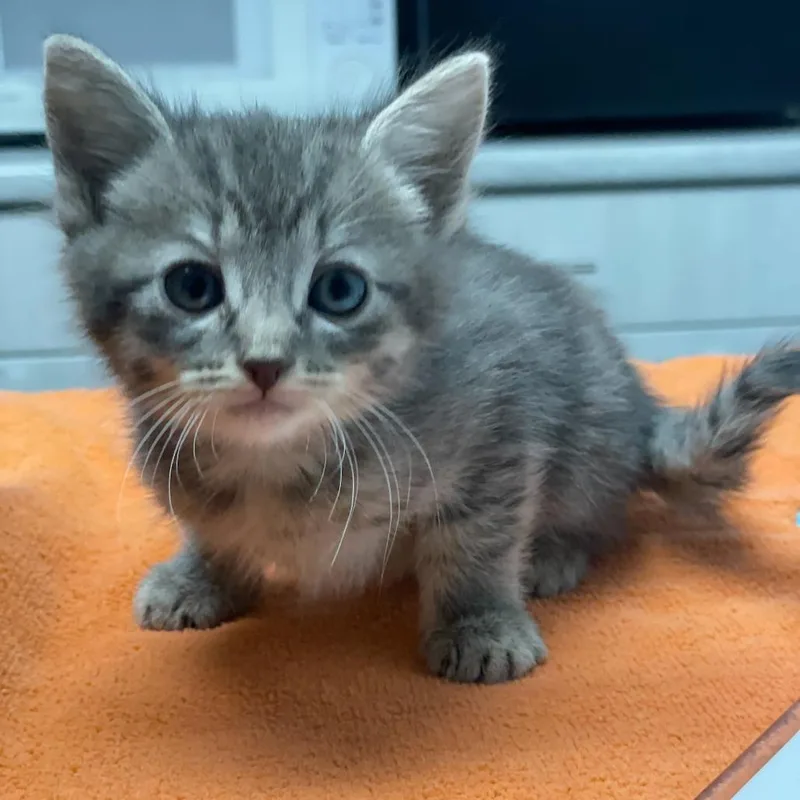 A baby small-sized female Gray / Blue / Silver Domestic Short Hair cat named Slurpee for adoption in Riverside, CA