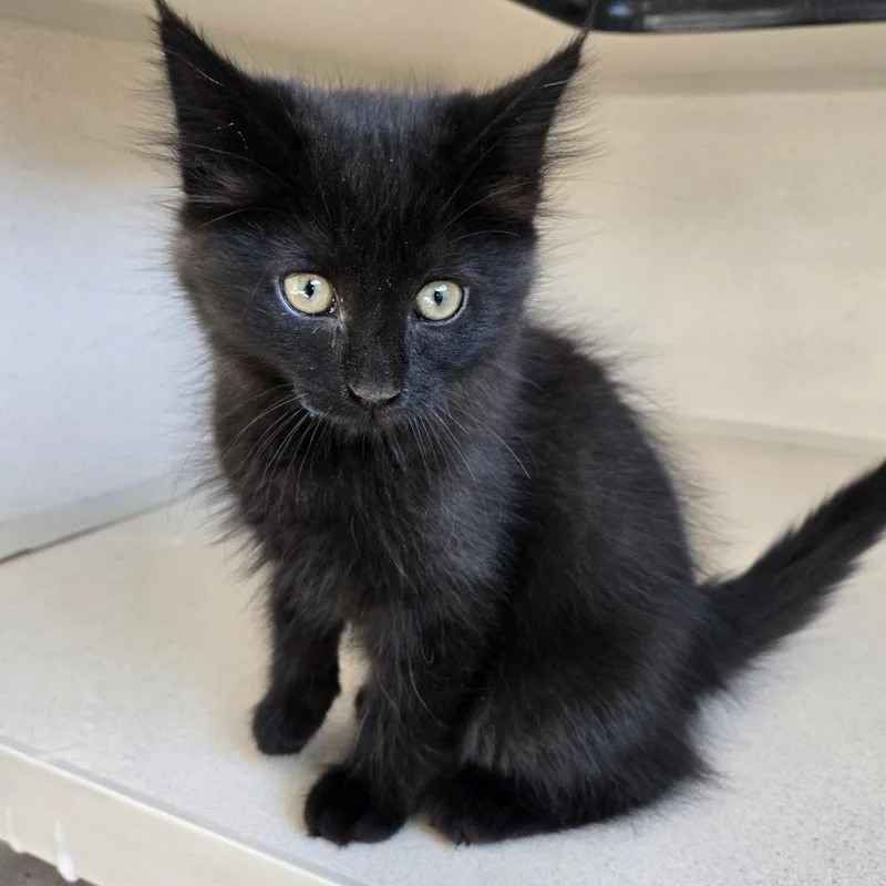 A baby small-sized female Black Domestic Medium Hair cat named Buffy for adoption in Durango, CO