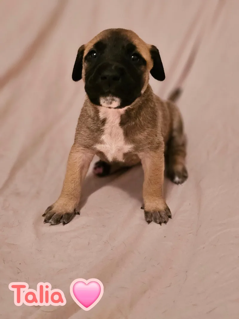 Talia  Stormie Litter