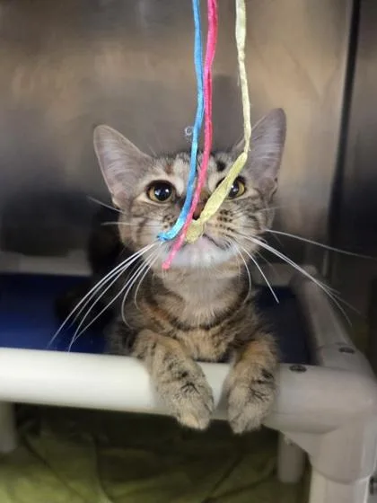 A young medium-sized female Domestic Short Hair cat named Ice Cream Sundae for adoption in Westland, MI