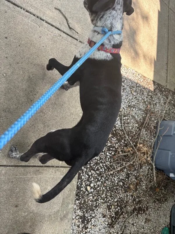 An adult medium-sized male Black Mixed Breed dog named Big Boom for adoption in Cincinnati, OH