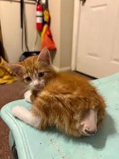 A baby small-sized male Orange & White Domestic Short Hair cat named Tony for adoption in Evansville, IN