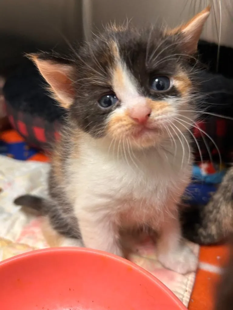 A baby medium-sized female Domestic Short Hair cat named Winslet AC for adoption in Greeneville, TN