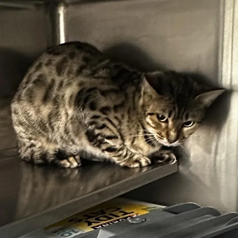 An adult medium-sized female Brown / Chocolate Bengal cat named Cleo for adoption in Manhattan, KS