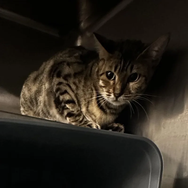 Cleo thumbnail 2