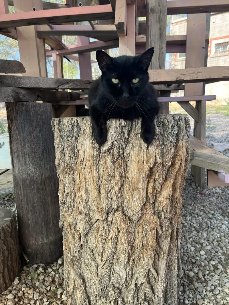An adult large-sized male Black Domestic Short Hair cat named Panther for adoption in Roswell, NM