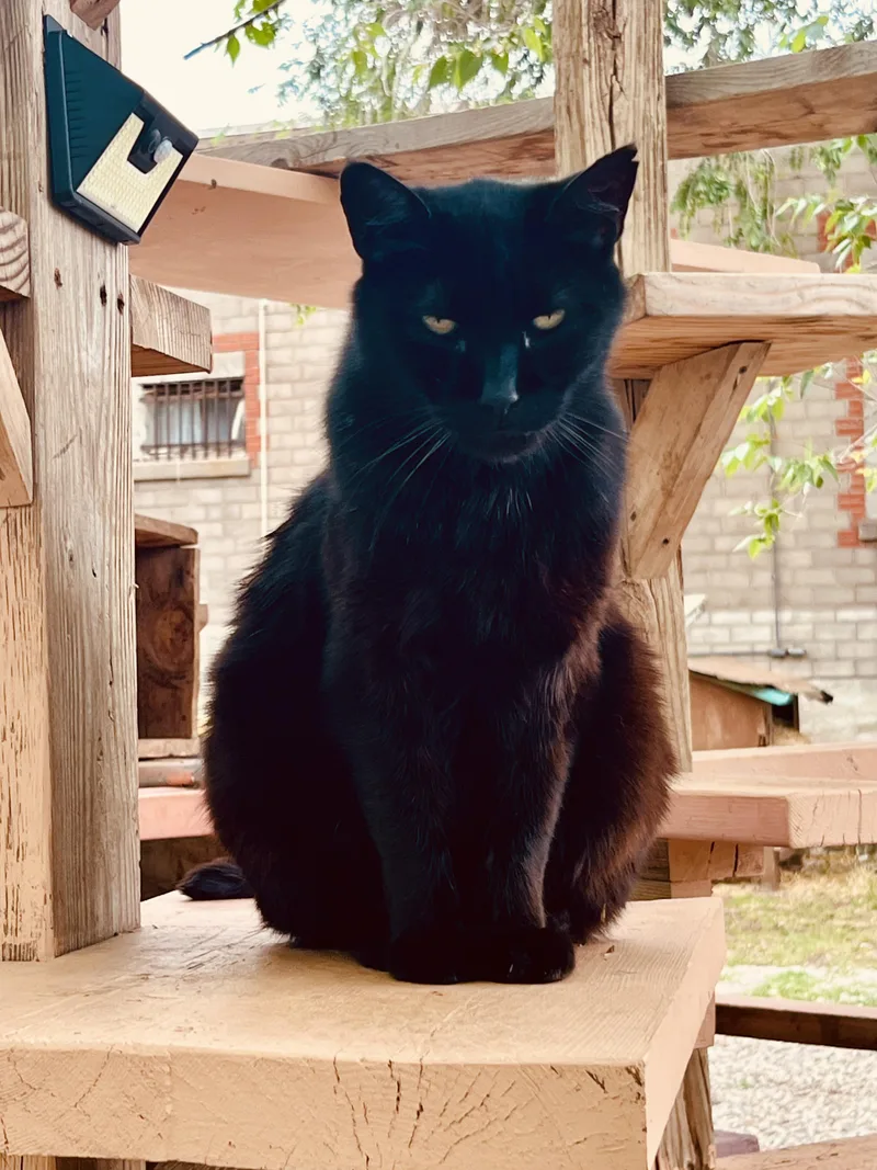 Panther thumbnail 2