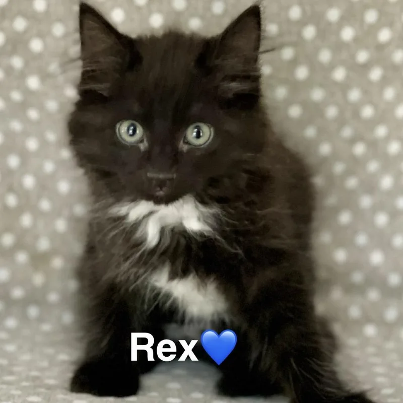 A baby small-sized male Black Domestic Medium Hair cat named Rex for adoption in Peachtree City, GA
