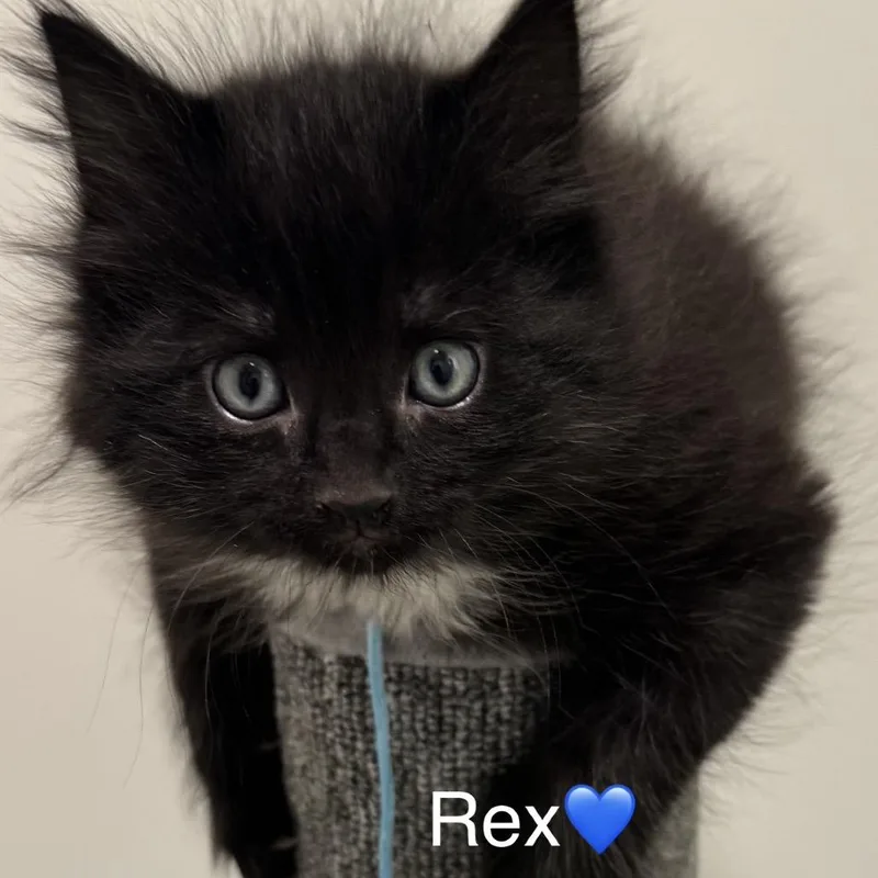 Rex thumbnail 2