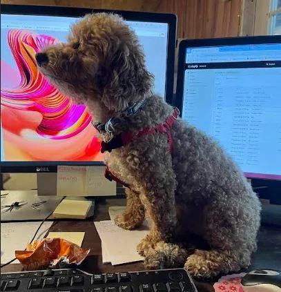 An adult small-sized male Apricot / Beige Goldendoodle dog named Rustey for adoption in Tulsa, OK