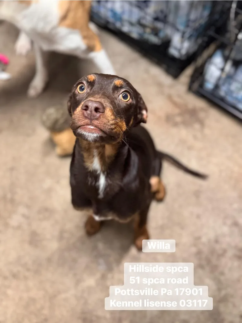 A young medium-sized female Brown / Chocolate Hound dog named Willa for adoption in Pottsville, PA
