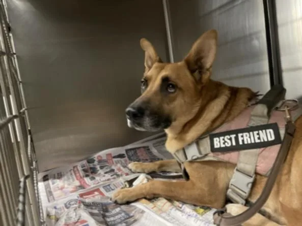 An adult medium-sized female German Shepherd Dog dog named Nala for adoption in Van Nuys, CA