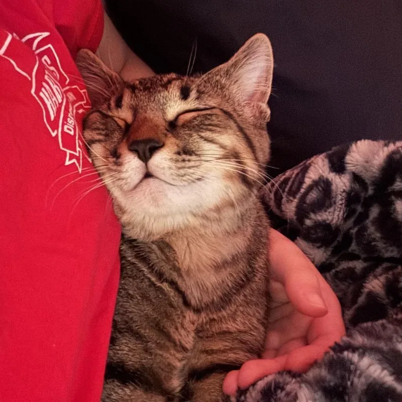A young small-sized male Brown / Chocolate Domestic Short Hair cat named Louie for adoption in Rochester, MN