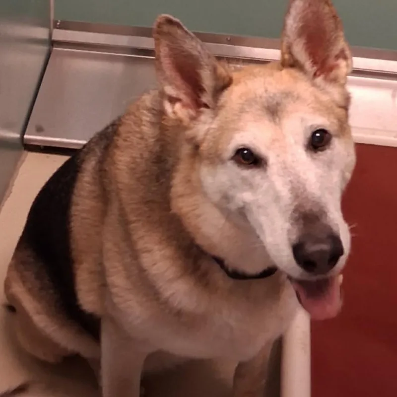 A senior large-sized female Yellow / Tan / Blond / Fawn Shepherd dog named BHSIStray for adoption in International Falls, MN