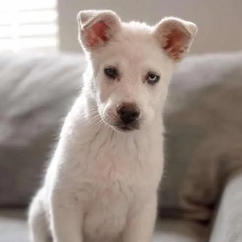 A baby large-sized male White / Cream Shepherd dog named Bear for adoption in Nampa, ID
