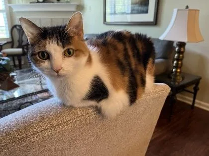 A senior medium-sized female Domestic Short Hair cat named Maisie for adoption in Memphis, TN