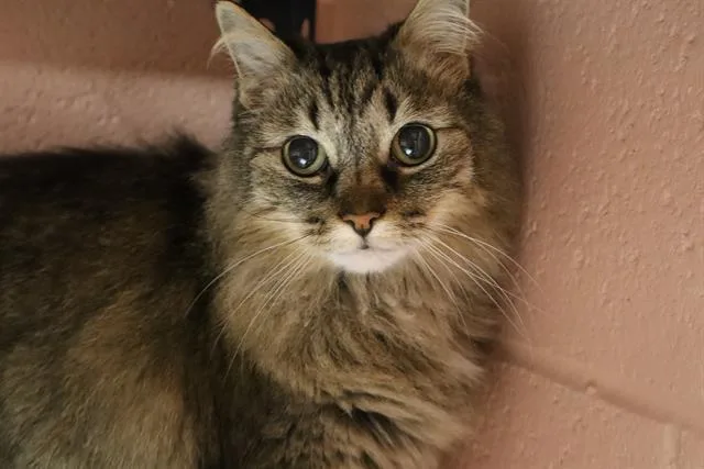 A senior medium-sized female Domestic Short Hair cat named Ana for adoption in Columbia, SC