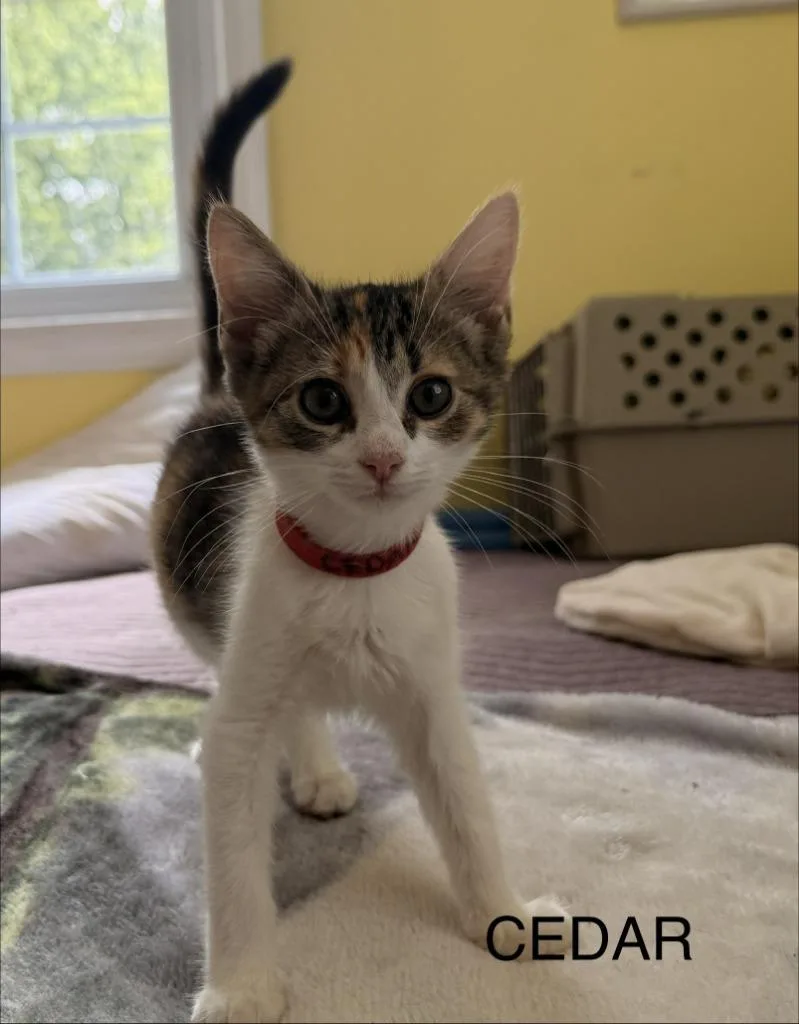 A baby medium-sized female Domestic Short Hair cat named Cedar for adoption in Pomona, NY