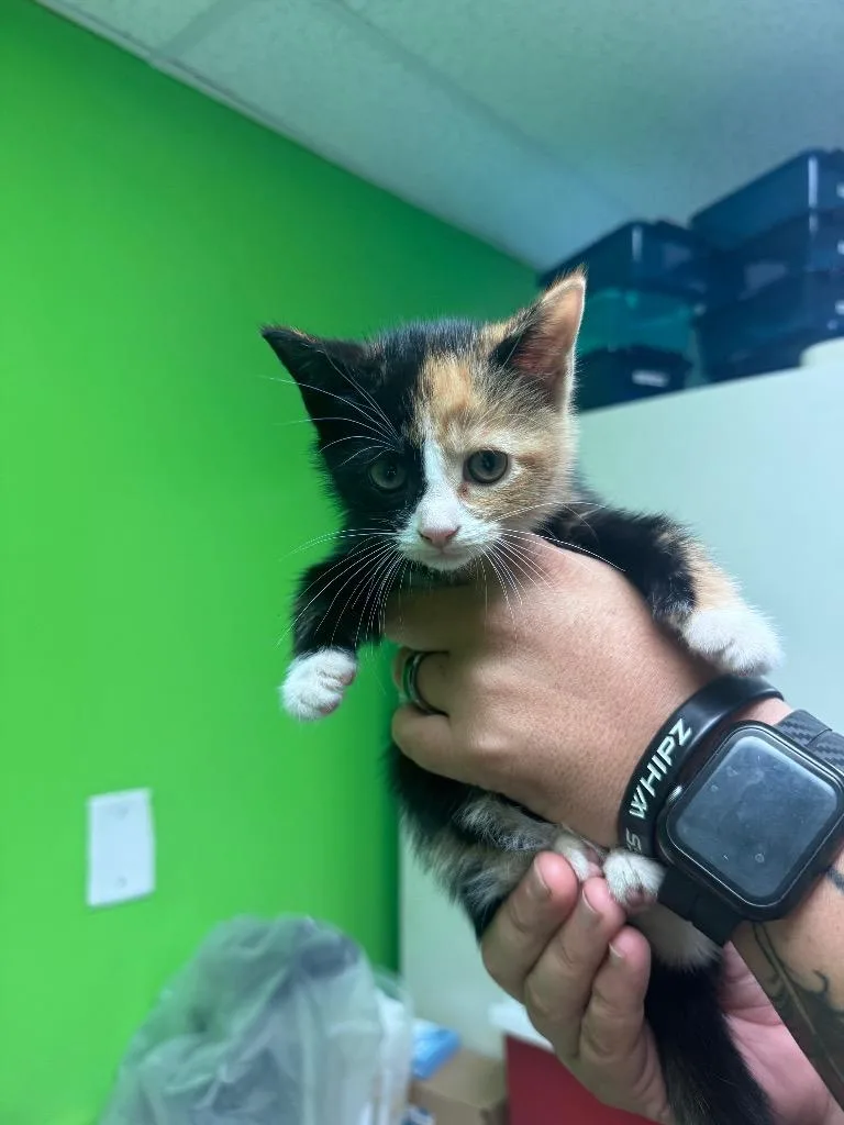 A baby medium-sized female Domestic Short Hair cat named Opossum for adoption in Johnson City, TN