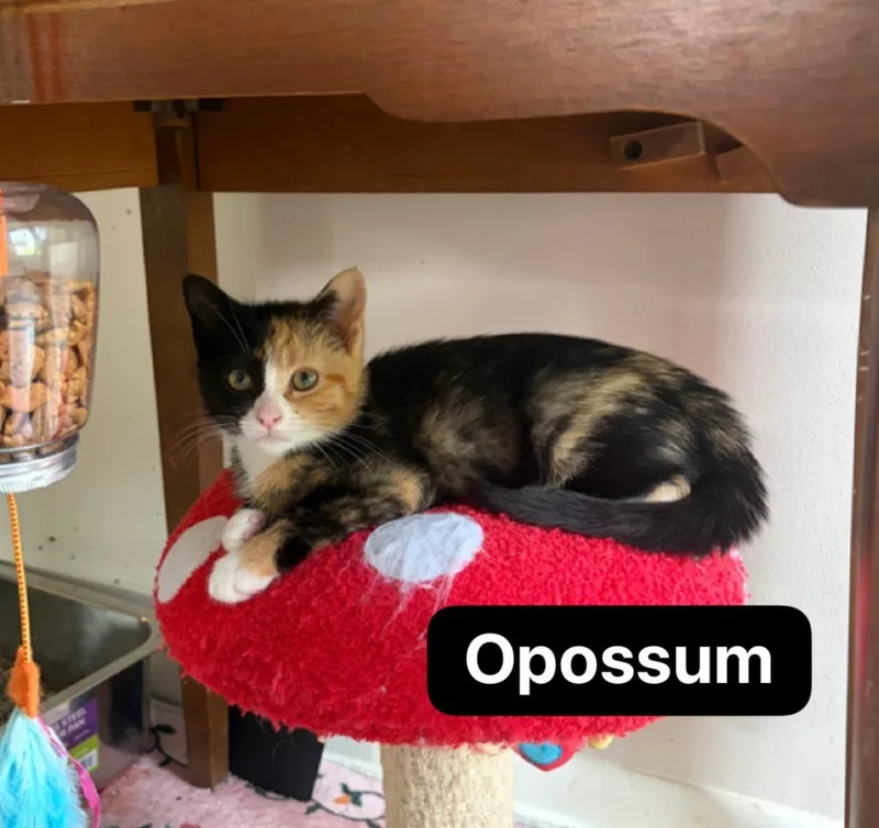 Opossum thumbnail 2