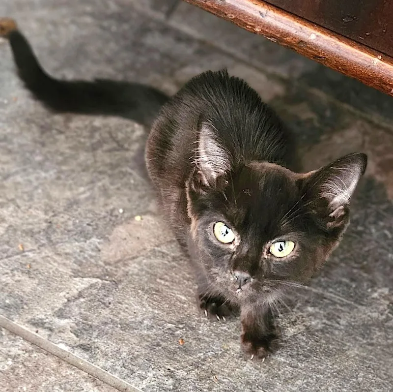 A baby medium-sized male Domestic Short Hair cat named Hershey for adoption in Mount Airy, NC