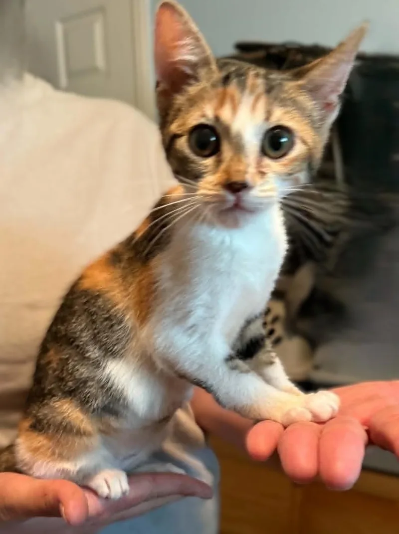 A baby medium-sized female Torbie cat named Sadie for adoption in Tehachapi, CA