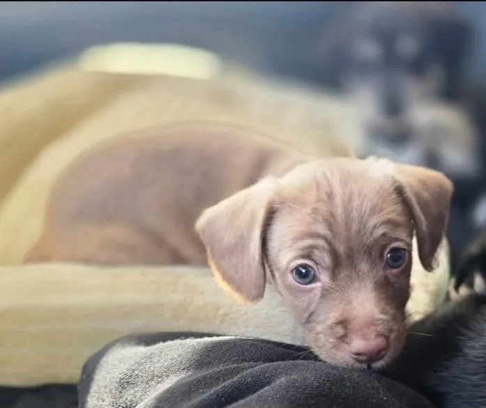 A baby small-sized male Yellow / Tan / Blond / Fawn Chihuahua dog named Sampson for adoption in Conifer, CO