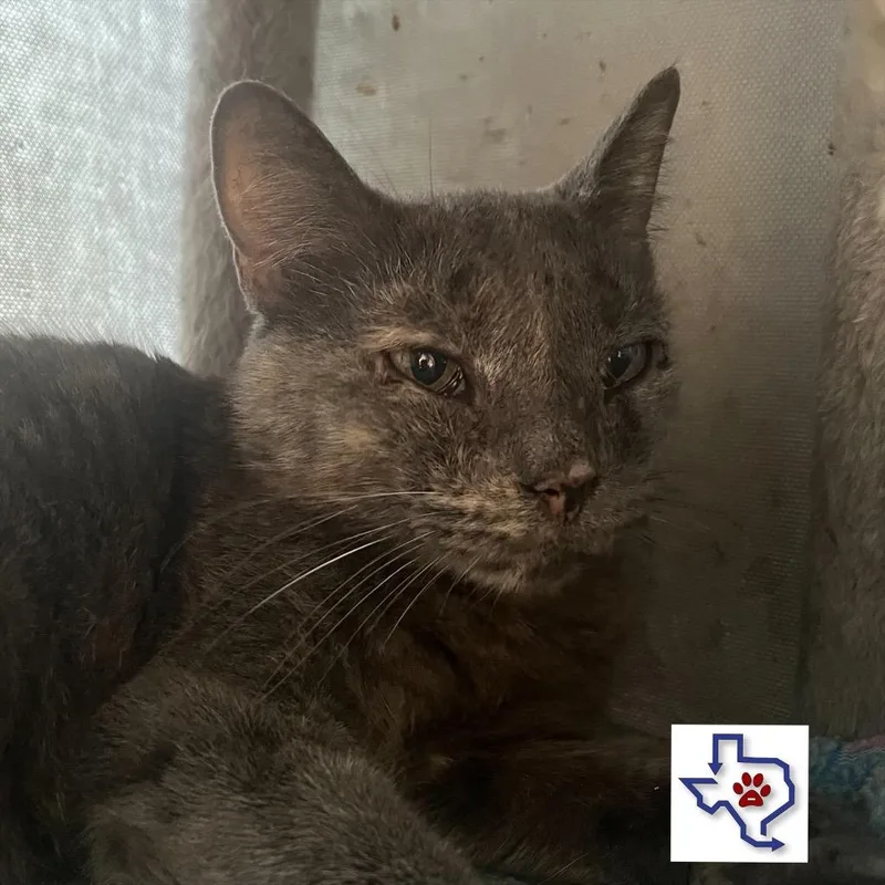 An adult medium-sized female Domestic Short Hair cat named Amaya for adoption in Houston, TX