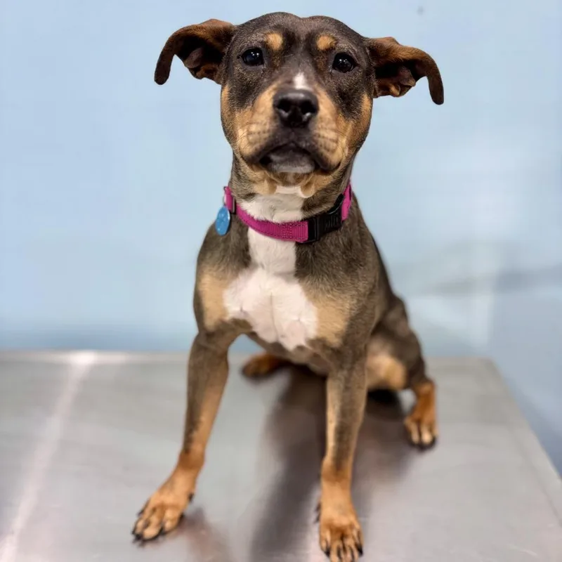 A young medium-sized female Brown / Chocolate Pit Bull Terrier dog named Elsa for adoption in Portland, OR