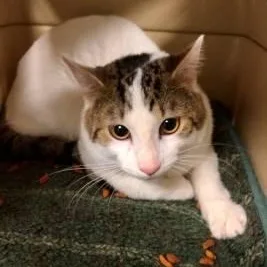 A young medium-sized male Tabby (Brown / Chocolate) Domestic Short Hair cat named Buttercup for adoption in Manassas, VA