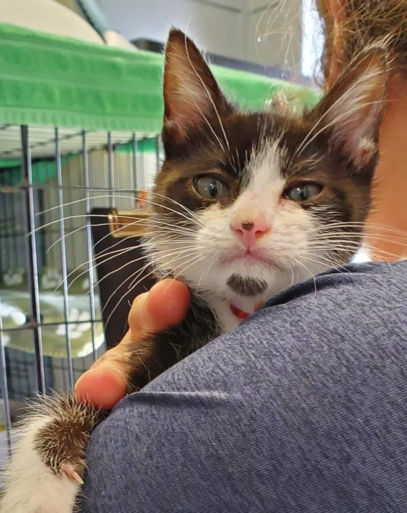 A baby medium-sized female Domestic Short Hair cat named Chrissy for adoption in Denham Springs, LA