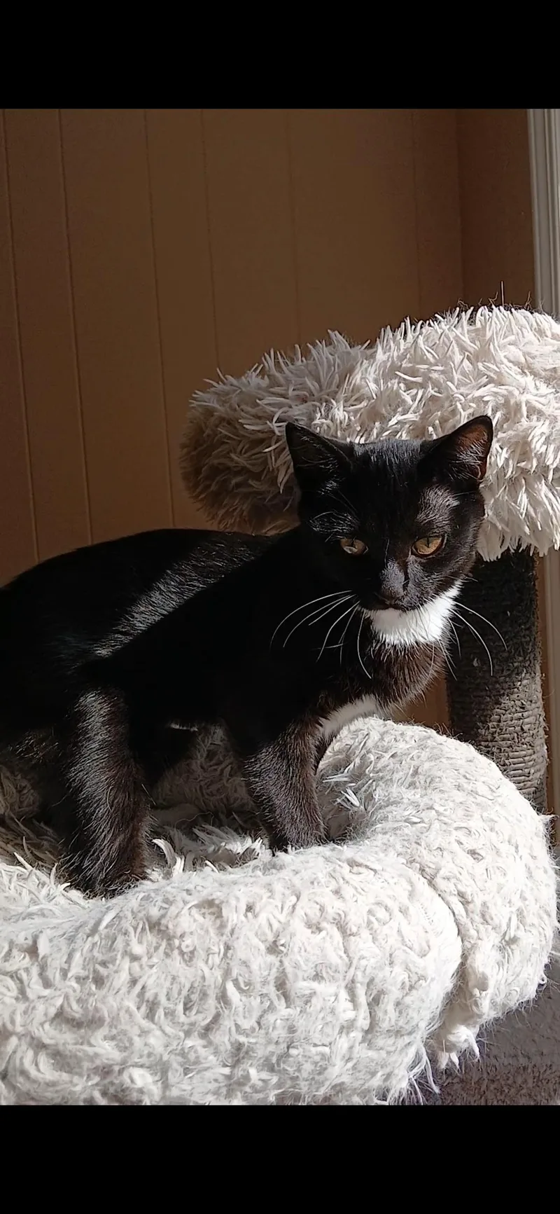 A baby medium-sized female Black & White / Tuxedo Domestic Medium Hair cat named Francesca for adoption in Farmington Hills, MI