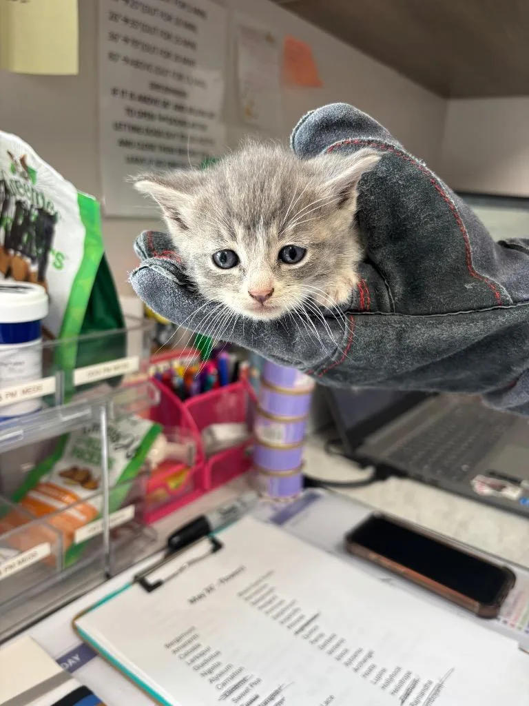 A baby medium-sized female American Shorthair cat named Perriwinkle for adoption in Van Wert, OH
