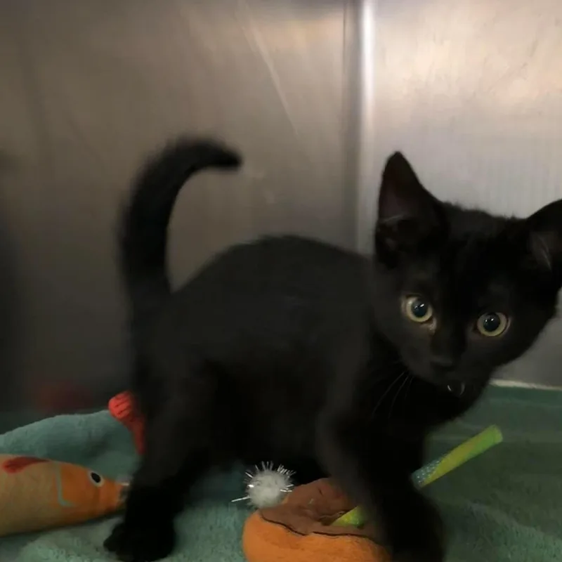 A baby medium-sized female Black Domestic Short Hair cat named Runner for adoption in Petersburg, IL